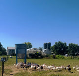 Whole Turkeys-NOW SELLING FOR THANKSGIVING. LIMITED QUANTITIES!!