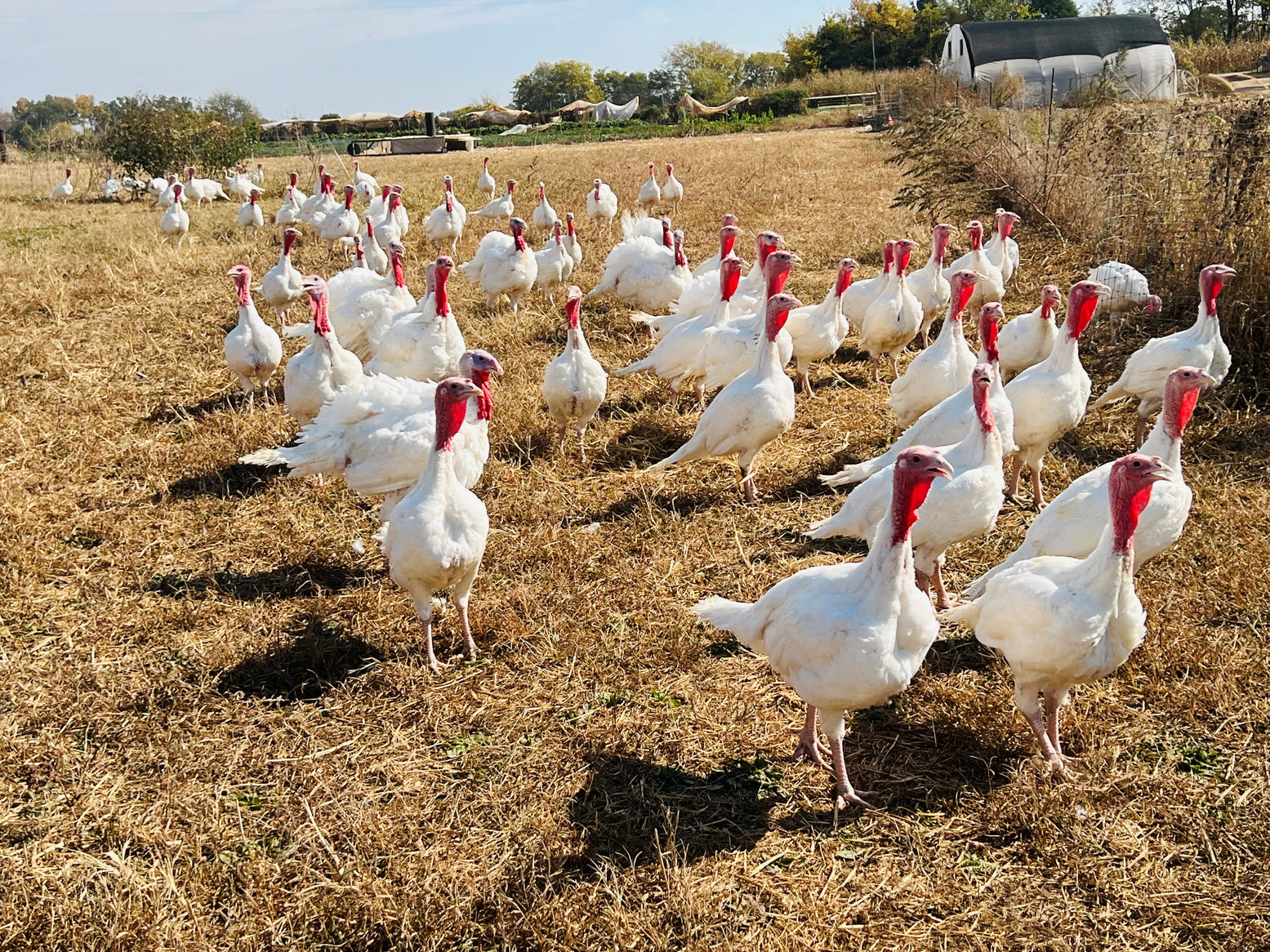 Whole Turkeys